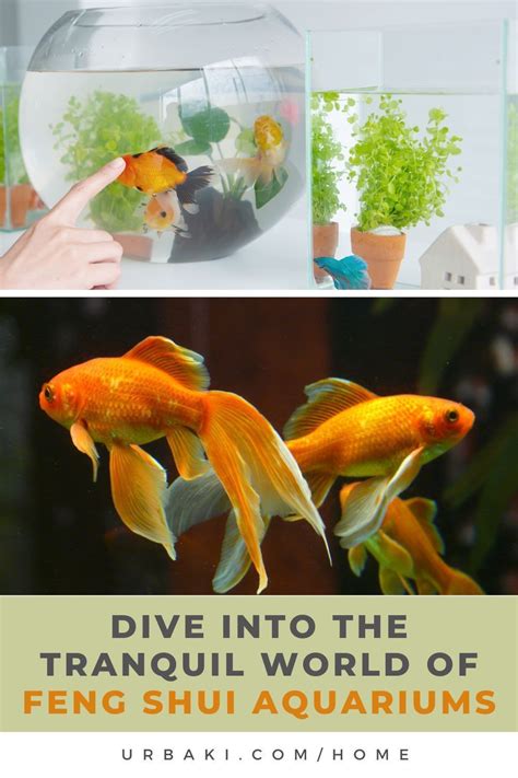 How Many Fish in Aquarium According to Feng Shui for Harmony .